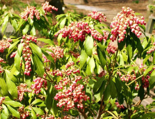 Andromeda Shrub