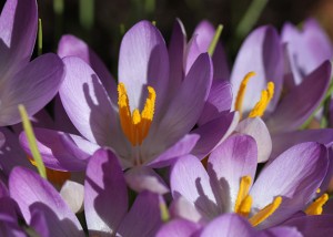 Purple Snow Crocus