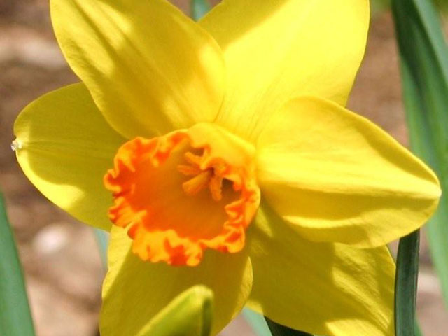 Orange & Yellow Daffodil