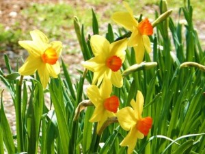 Orange & Yellow Daffodils