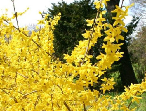 Forsythia