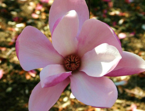 Magnolia Blossom