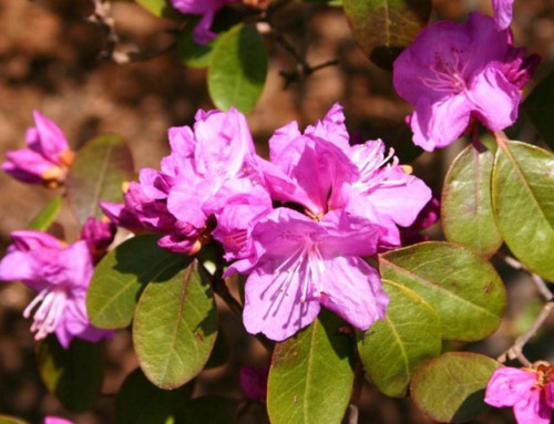 Purple Rhododendron