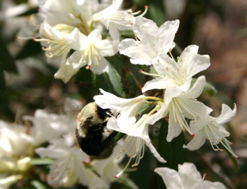 White Rhododendron