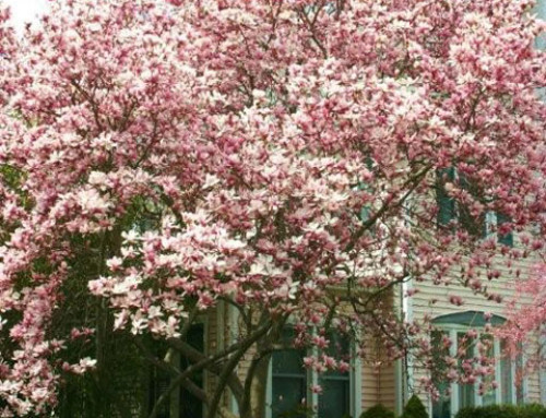 Saucer Magnolia Tree