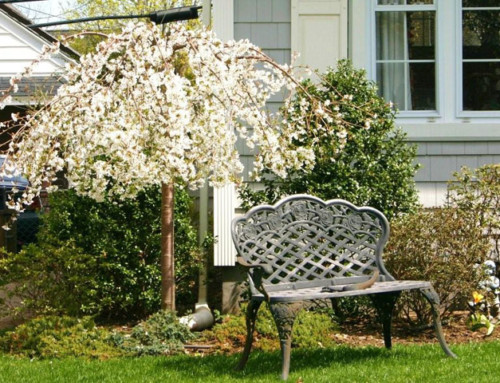 Snow Fountain Cherry Tree