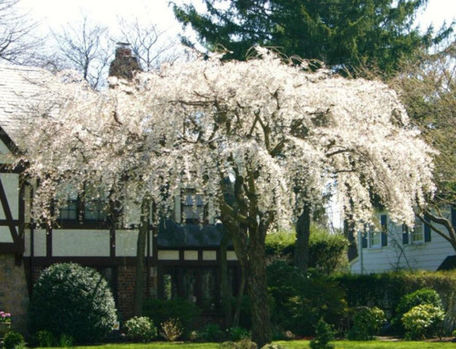 Weeping Cherry Tree