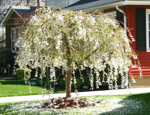 White Snow Fountain Tree