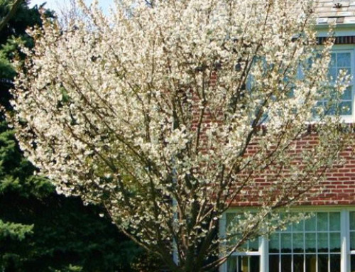 Yoshino Cherry Tree